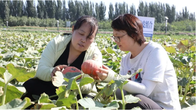 库车:科技援疆赋能特色种植小南瓜铺就富民路 (图1) ScreenShot_2026-07-31_150439_760.png
